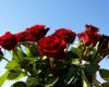 Фестиваль красной розы